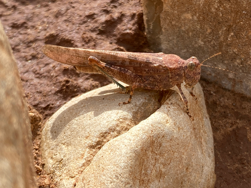 Desert Sand Grasshopper