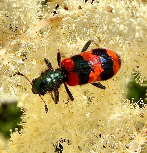 Bee-eating Beetle