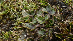 Ranunculus stylosus