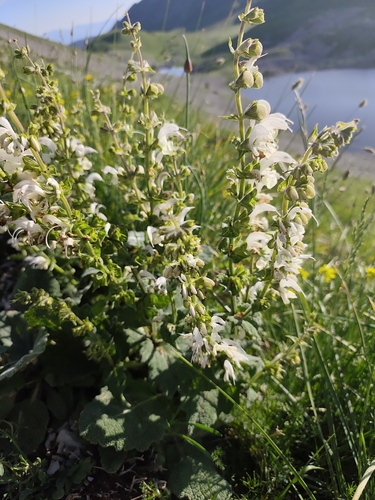 Salvia argentea