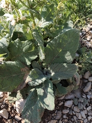 (c) Jeanette Clarke, some rights reserved (CC BY-SA) Salvia argentea, photograph (c) Jeanette Clarke, some rights reserved (CC BY-SA)