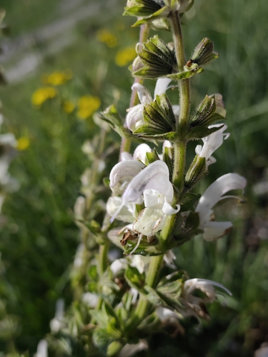 Salvia argentea, photograph 3