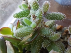 Delosperma echinatum