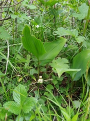 Convallaria keiskei, photograph (c) Поляков Александр, some rights reserved (CC BY)