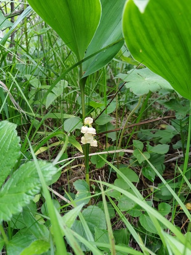 Convallaria keiskei, photograph 4