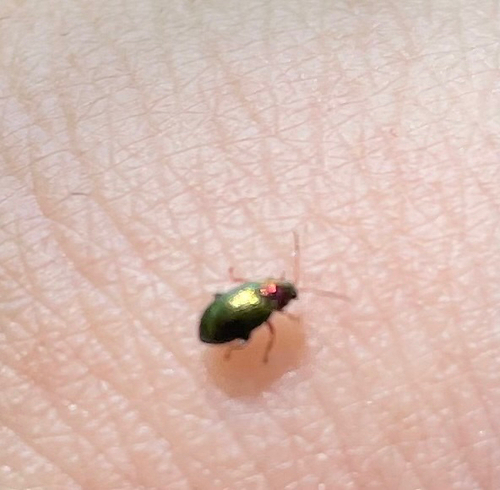 Willow Flea-beetle, Philibert Grimaudpad, Leeuwarden, Friesland, NL, photo 10 of 10