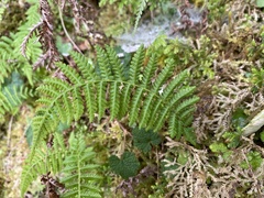 Amauropelta beddomei