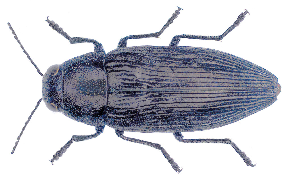 Buprestis haemorrhoidalis