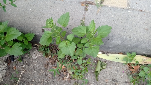 Chenopodium murale iNat (1)