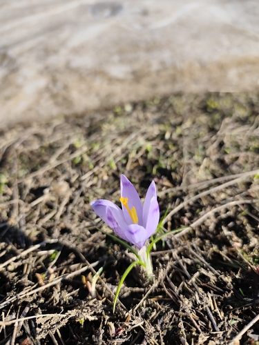 Crocus veluchensis