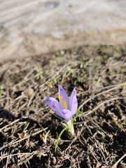 Crocus veluchensis