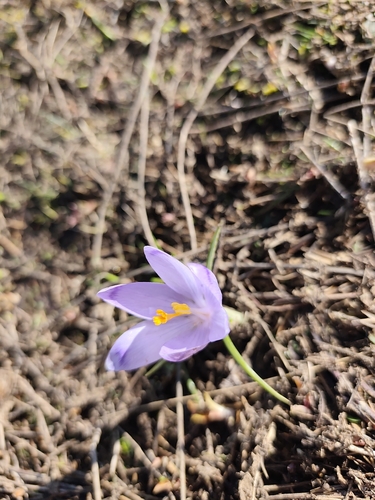Crocus veluchensis, photograph 2