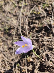 (c) Jeanette Clarke, some rights reserved (CC BY-SA) Crocus veluchensis, photograph (c) Jeanette Clarke, some rights reserved (CC BY-SA)