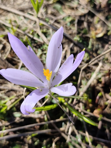 Crocus veluchensis, photograph 3