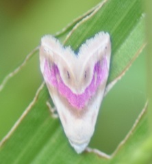 Eublemma roseana