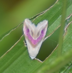 Eublemma roseana