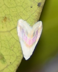 Eublemma roseana