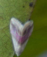 Eublemma roseana