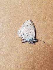 Cupido amyntula