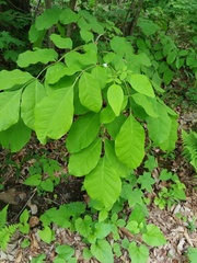 Fraxinus chinensis
