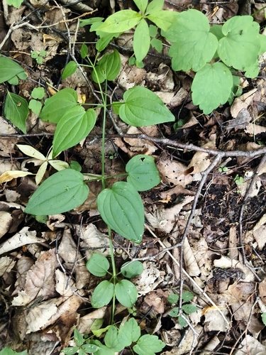 Rubia sylvatica