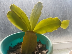 Rhipsalidopsis gaertneri