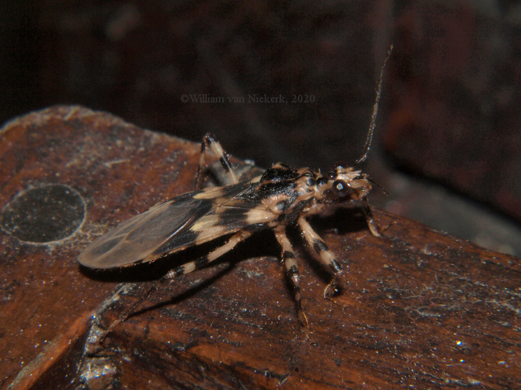 Gnistus