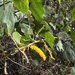 Acacia humifusa