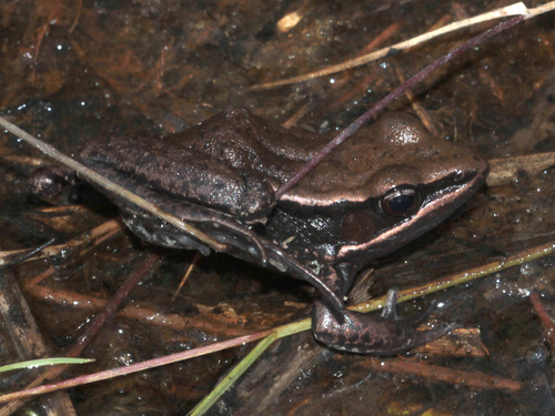 Darling's white-lipped frog