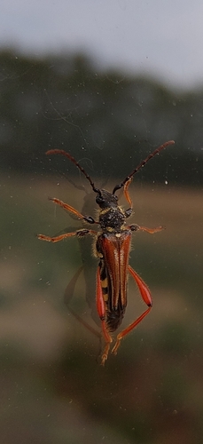 Stenopterus rufus