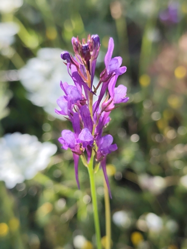 Linaria pelisseriana, photograph 5