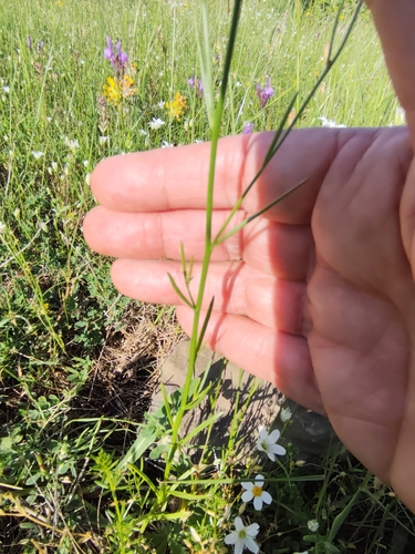 Linaria pelisseriana, photograph 6
