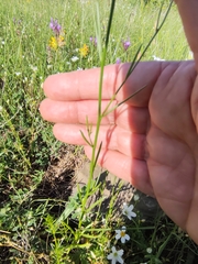 Linaria pelisseriana, photograph (c) Jeanette Clarke, some rights reserved (CC BY-SA)