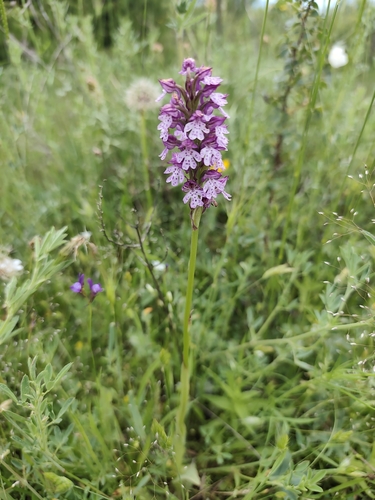 Orchis purpurea, photograph 6