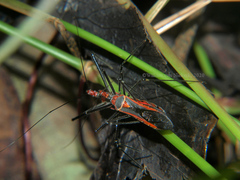 Pisilus tipuliformis