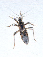 Reduvius annulatus