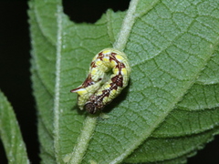 Chadisra bipars