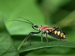 Rhynocoris segmentarius