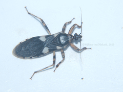 Varus flavoannulatus