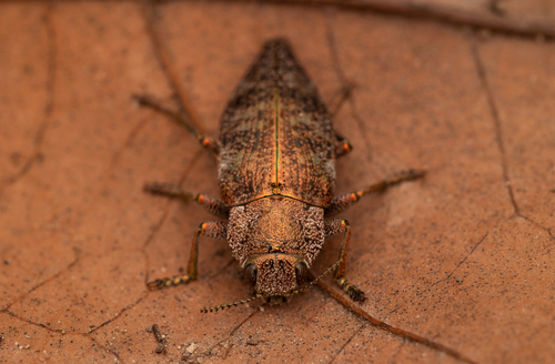 Dicerca aenea