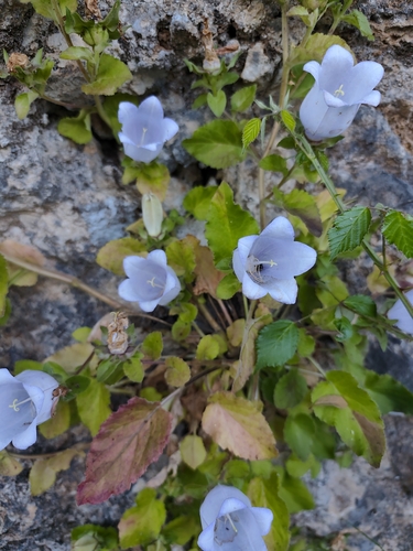 Campanula incurva