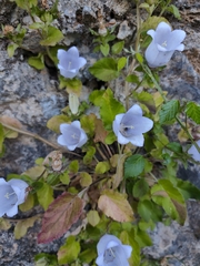 Campanula incurva, photograph (c) Jeanette Clarke, some rights reserved (CC BY-SA)