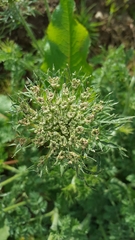 Daucus carota