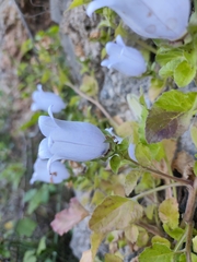 Campanula incurva, photograph (c) Jeanette Clarke, some rights reserved (CC BY-SA)