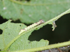 Chadisra bipars