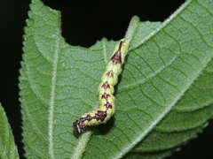Chadisra bipars