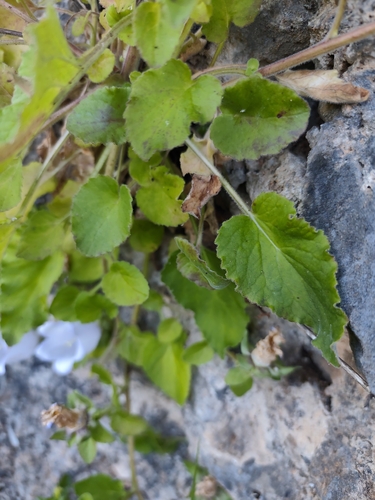 Campanula incurva, photograph 3