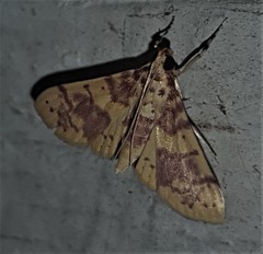 Conogethes haemactalis