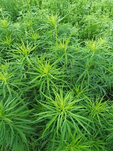 Artemisia selengensis, photograph 3