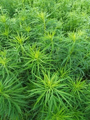 Artemisia selengensis, photograph (c) Поляков Александр, some rights reserved (CC BY)